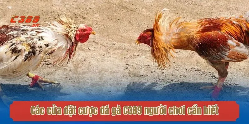 Các cửa đặt cược đá gà C389 người chơi cần biết