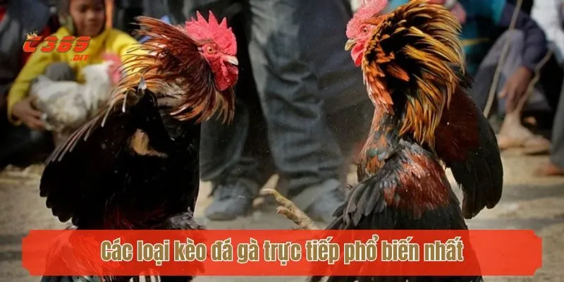 Các loại kèo đá gà trực tiếp phổ biến nhất năm 2025