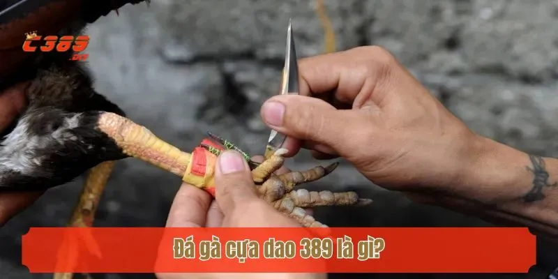 Đá gà cựa dao C389 là gì?