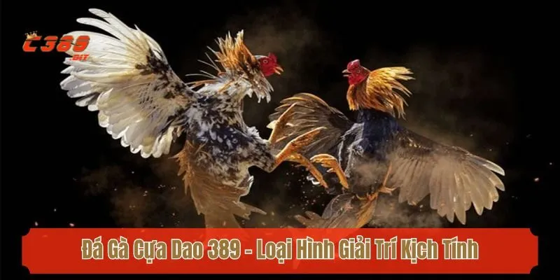 Đá Gà Cựa Dao C389 - Loại Hình Giải Trí Kịch Tính & Khốc Liệt