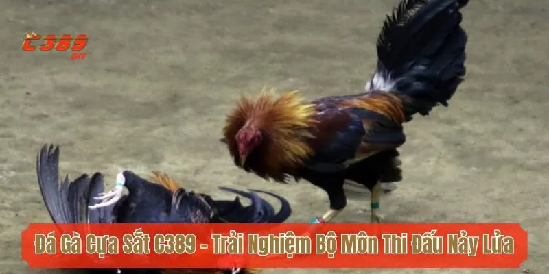Đá Gà Cựa Sắt C389 - Trải Nghiệm Bộ Môn Thi Đấu Nảy Lửa