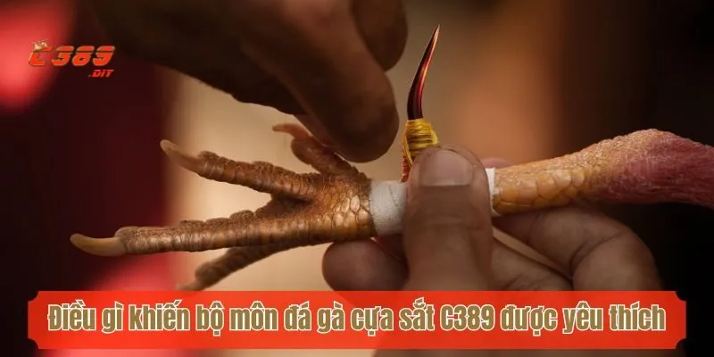 Điều gì khiến bộ môn đá gà cựa sắt C389 được yêu thích