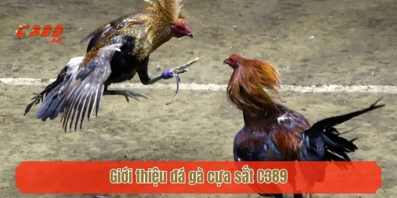 Giới thiệu đá gà cựa sắt C389