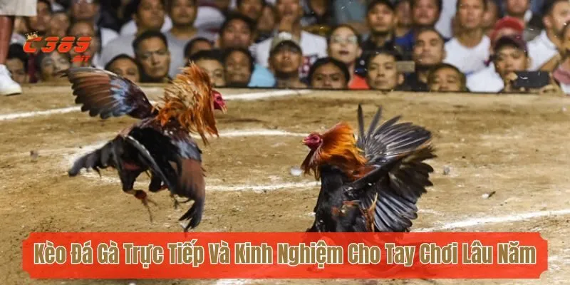Kèo Đá Gà Trực Tiếp Và Các Kinh Nghiệm Cho Tay Chơi Lâu Năm