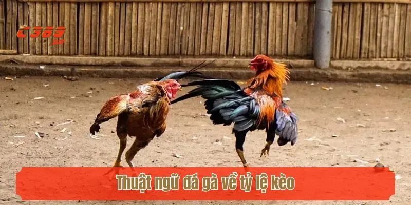 Thuật ngữ đá gà về tỷ lệ kèo