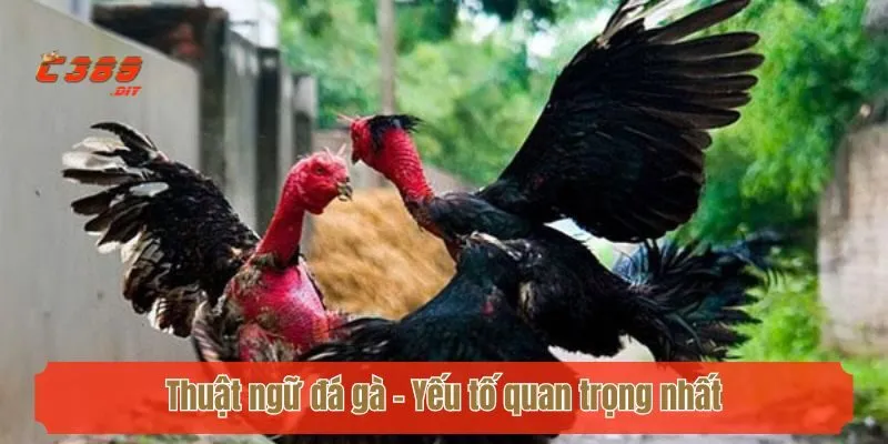Thuật ngữ đá gà - Yếu tố quan trọng nhất