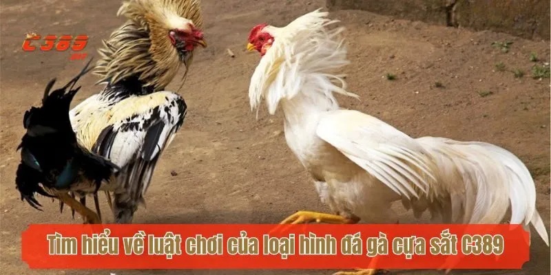 Tìm hiểu về luật chơi của loại hình đá gà cựa sắt C389