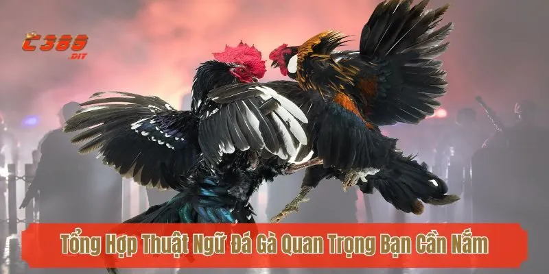 Tổng Hợp Thuật Ngữ Đá Gà Quan Trọng Bạn Cần Nắm Chắc