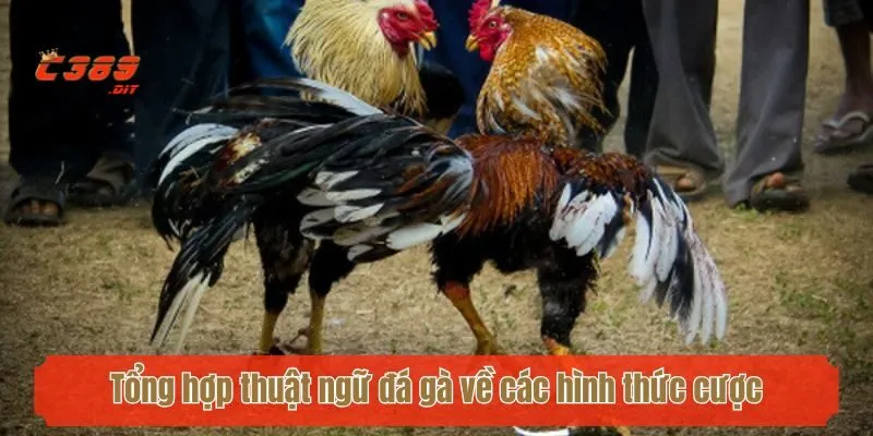 Tổng hợp thuật ngữ đá gà về các hình thức cược