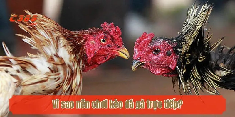 Vì sao nên chơi kèo đá gà trực tiếp?